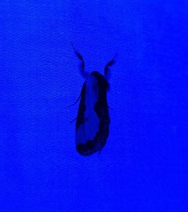 Pearly wood nymph moth on UV light sheet