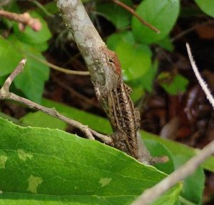 Brown anole lizard sits on a branch.