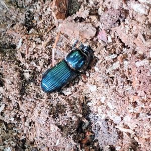 A horned passalus beetle in the dirt.