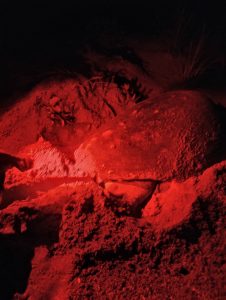 A picture of a loggerhead seas turtle bathed in red light.