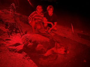 A picture of a girl and a boy next to a loggerhead sea turtle.