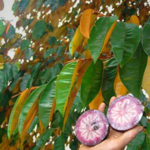 Caimito fruit and foliage
