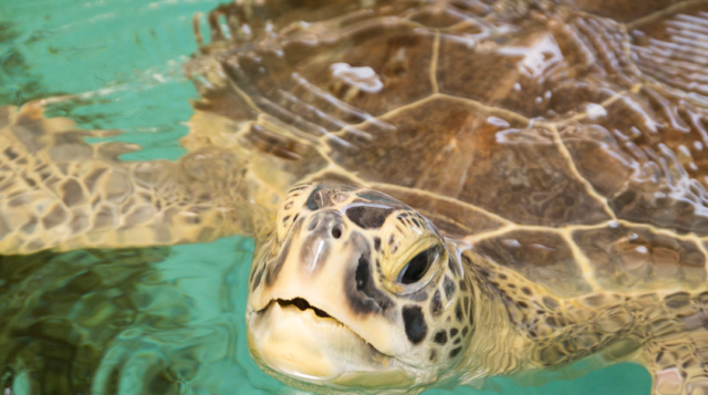 4-H: Sea Turtles in Sarasota County