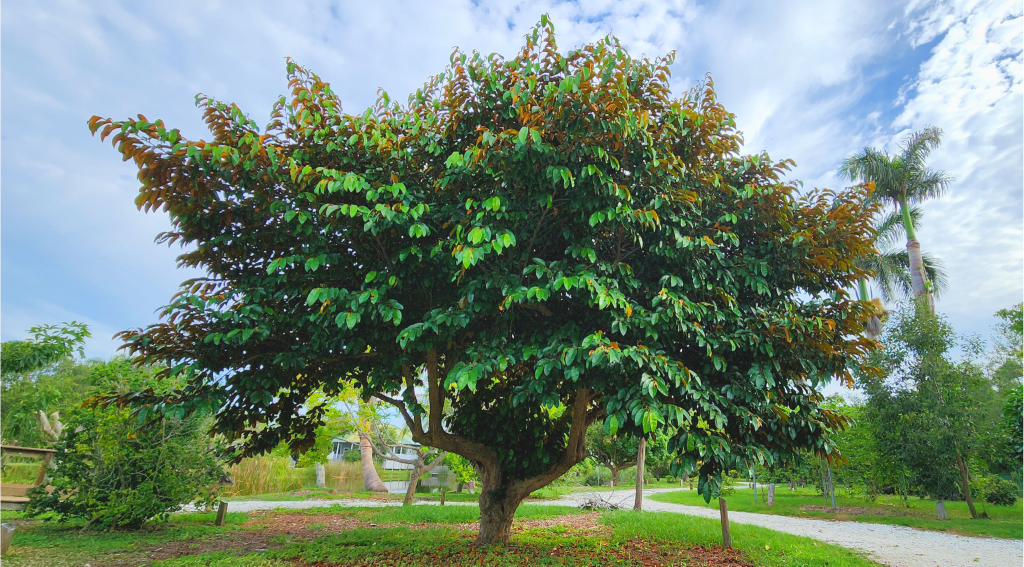 Large mature Star Apple Tree. 