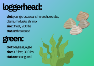 A graphic of facts about loggerhead and green sea turtles. 