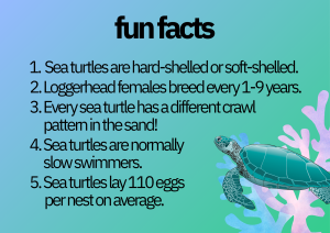 A graphic with more fun facts about sea turtles.