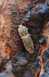 A marbled click beetle crawls on a tree.