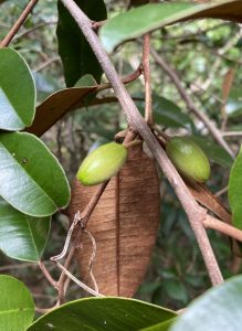 Native Satinleaf, also known as Wild Star Apple. 