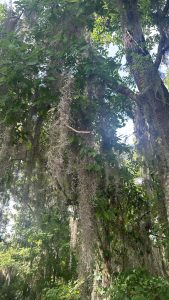 Spanish moss hangs from the tree canopy.