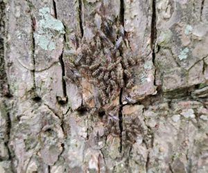 Tiny "tree cattle" insects swarm together on a tree trunk.