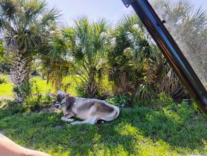 A picture of a pregnant cow laying in the shade of some palm trees.