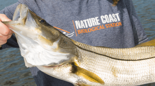 Emma Pistole, with the Nature Coast Biological Station, holds a snook caught in the Gulf of Mexico April 12, 2017.