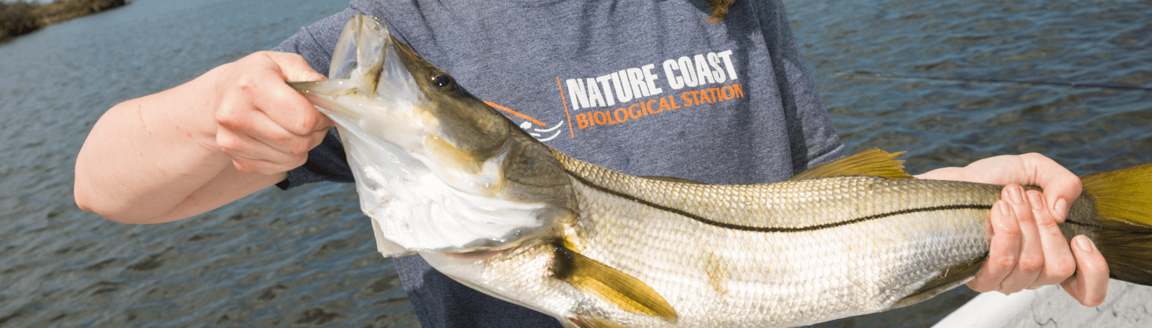Emma Pistole, with the Nature Coast Biological Station, holds a snook caught in the Gulf of Mexico April 12, 2017.