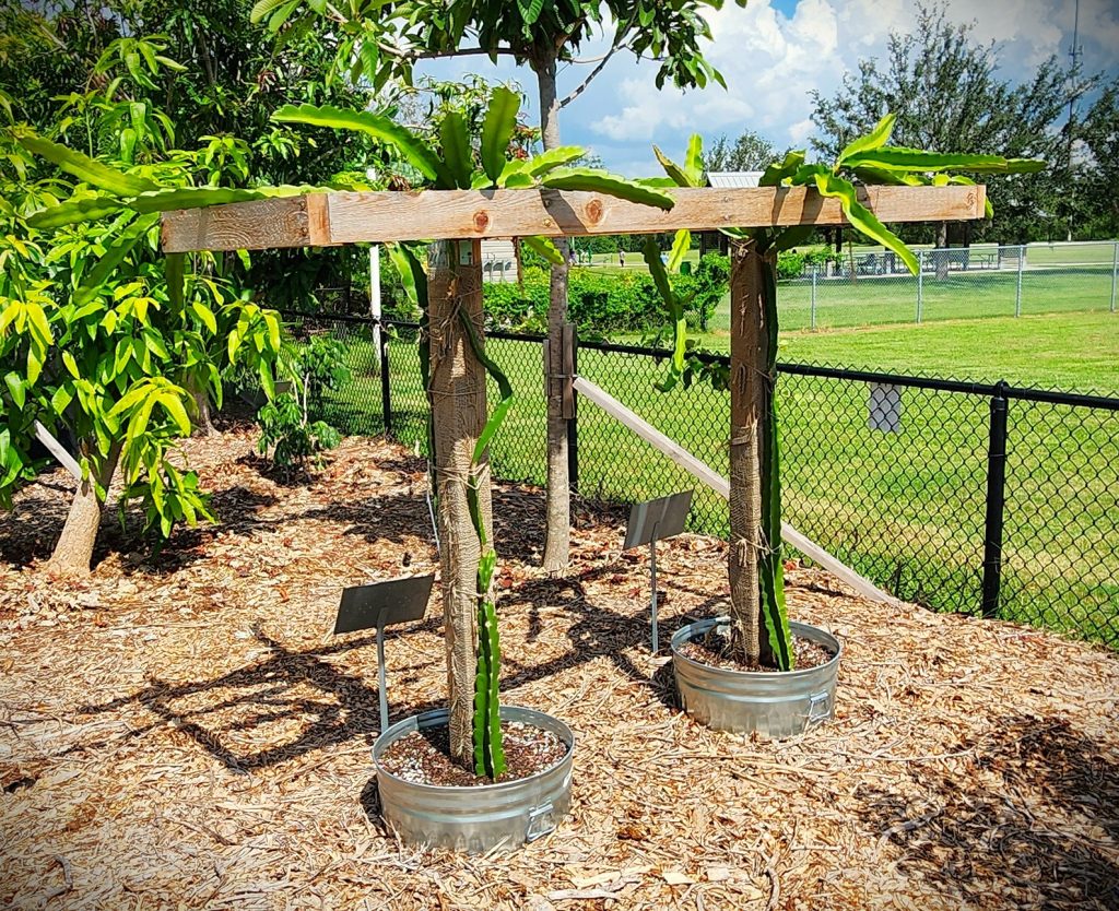 Dragonfruit plants on wooden trellis in raised beds. 