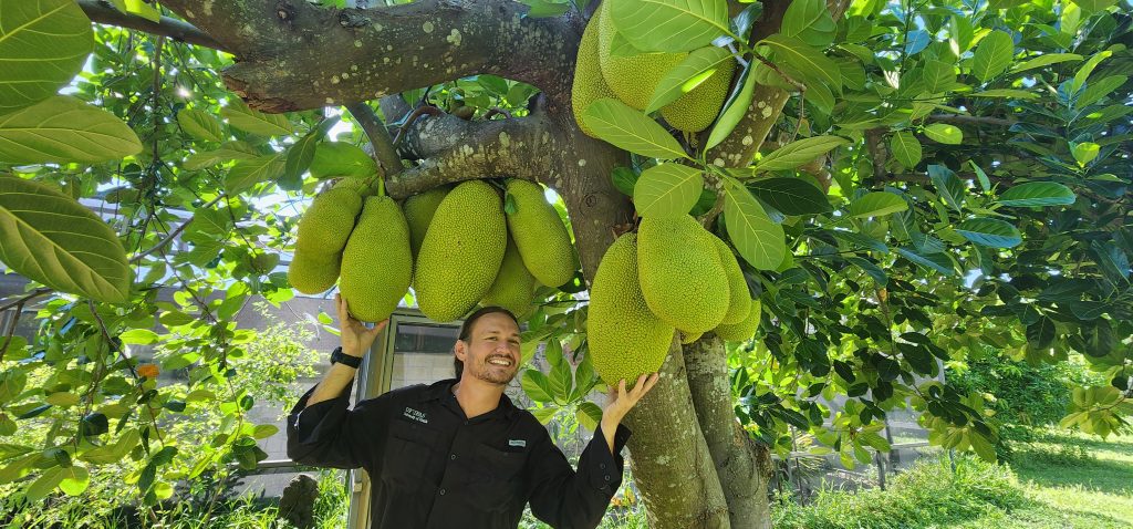 Forest Hecker with Jackfruit tree in Sarasota loaded with 25-pound fruit.