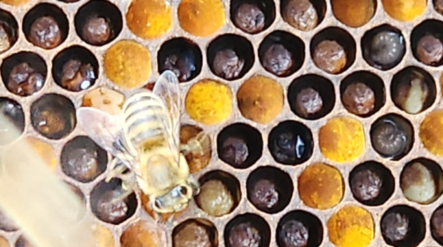 Bee hive comb with baby bees.