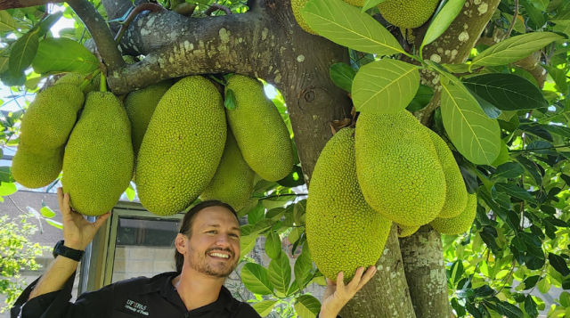 Forest Hecker with Jackfruit tree in Sarasota loaded with 25lb fruit!
