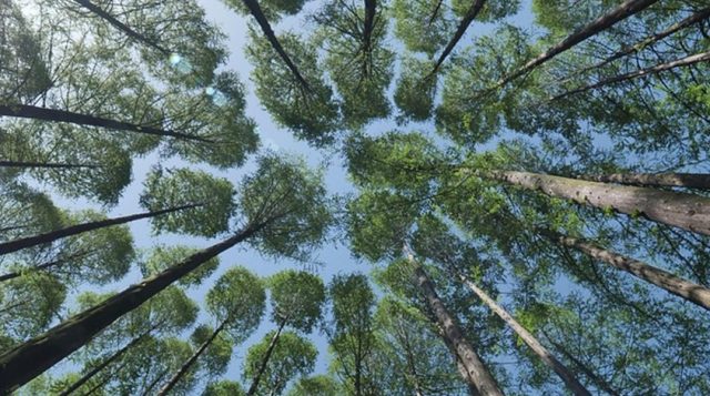 photo of tree canopy seen from below, looking up at trees and sky