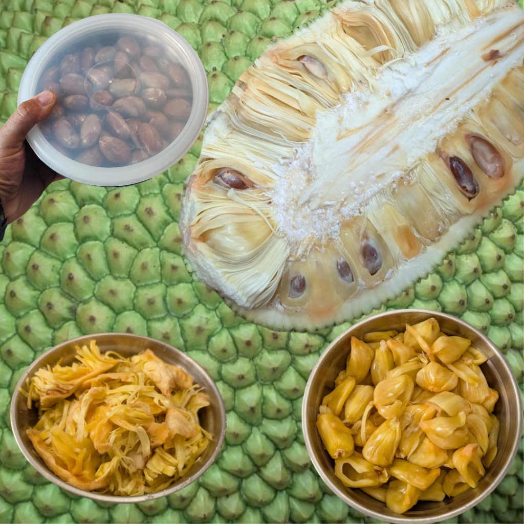 Picture of the three main edible parts of the jackfruit. 
