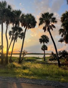 photo of sunset with a river, palm trees and grass