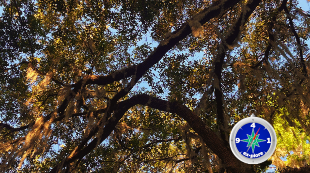 photo-illustration showing view up through tree canopy toward a blue sky, with an overlay of the sarasota county extension "ex•plore" program compass icon