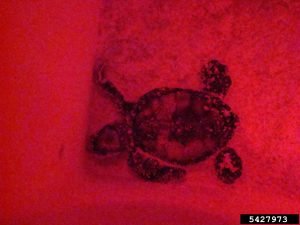 Baby sea turtle under a red light.