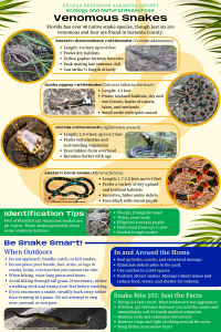 Graphic showing types of venomous snakes in Sarasota County and how to behave around snakes.