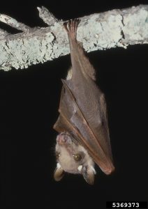 Bat handing from its feet at night.