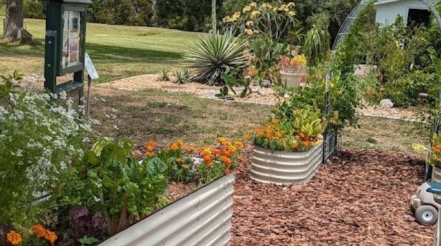raised garden beds with food and flowers growing, a garden sign, a garden arch trellis with cattle paneling and a succulent garden at the other end.