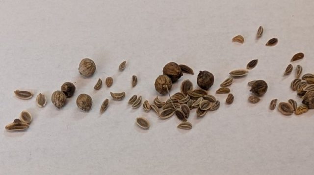 photo of seeds featured in the one seed breaking the rules edition - cilantro, flat leaf parsley, and dill