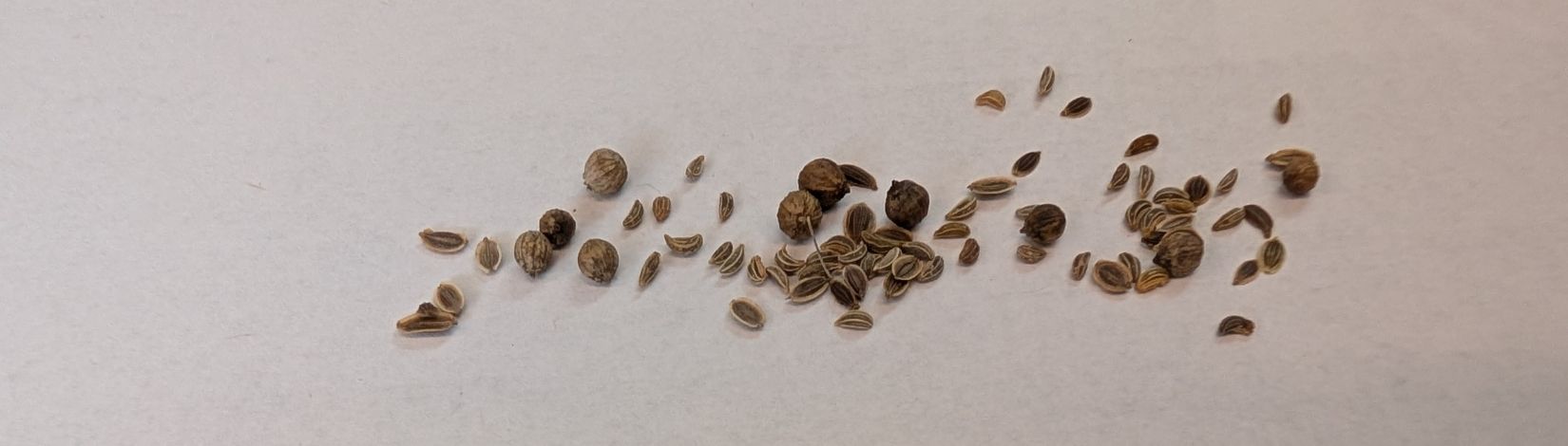 photo of seeds featured in the one seed breaking the rules edition - cilantro, flat leaf parsley, and dill