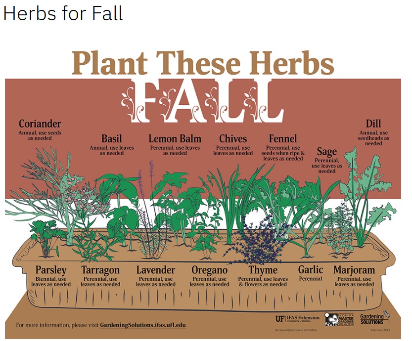 Plant These Herbs in Fall Basil – annual, use leaves Chives – perennial use leaves Coriander – annual, use seeds Dill – annual, use seedheads Fennel – perennial, use seeds when ripe and leaves Garlic – perennial Lavender – perennial, use leaves Lemon Balm – perennial, use leaves Marjoram – perennial, use leaves Oregano – perennial, use leaves Parsley – biennial, use leaves Sage – perennial, use leaves Tarragon – perennial, use leaves Thyme – perennial, use leaves and flowers