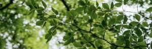 photo looking up at tree leaves with sky behind