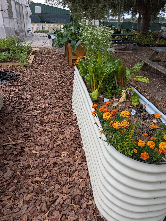 outdoor image showing a high raised bed in the foreground growing flowers like marigold and mexican tarragon, cilantro in bloom, rainbow chard and behind it a low garden bed with melon and tomatillos, and an elevated wooden bed growing zucchini. 