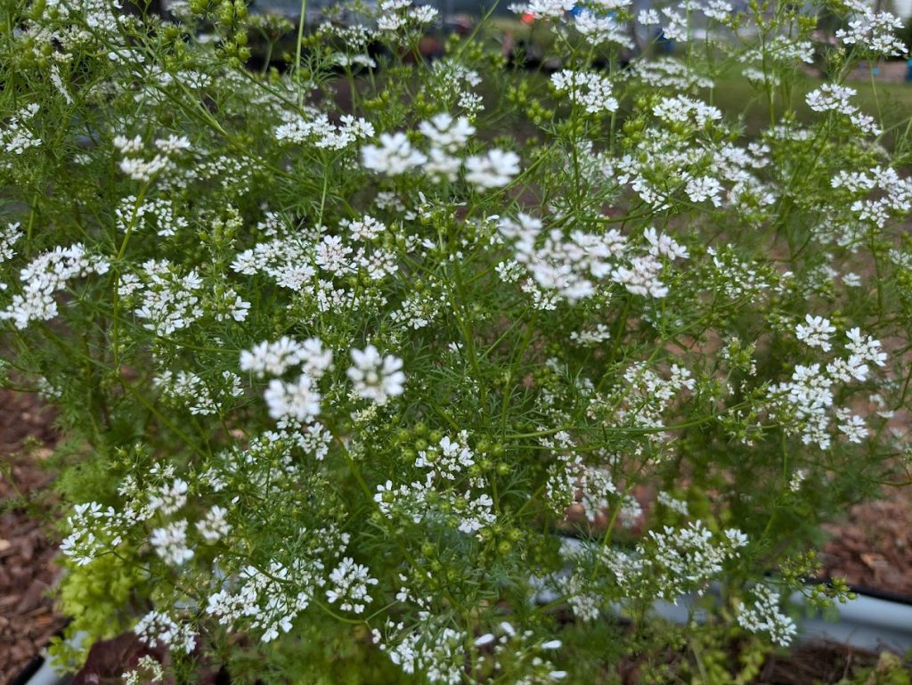 the delicate white flower umbels of the cilantro plant in bloom with some young coriander 'seeds' 