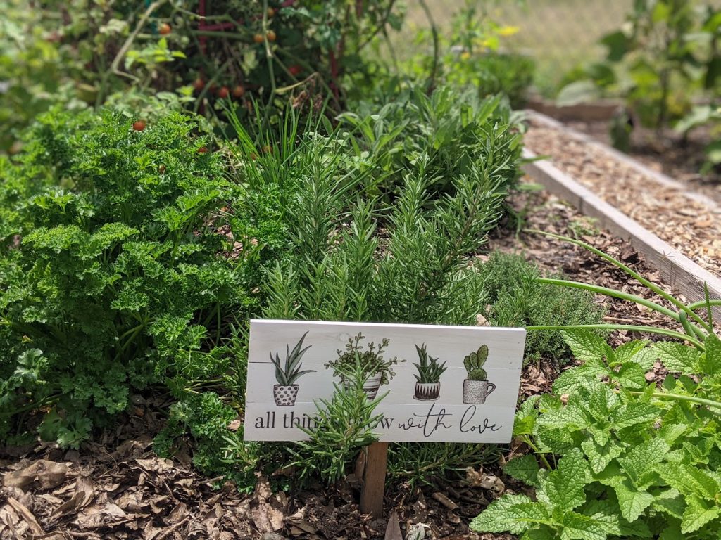 herbs in community garden plot with a cute sign that reads all things grow with love
