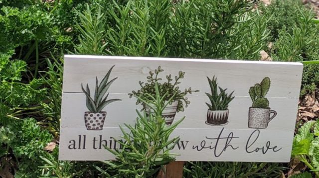 herbs in a community garden plot, mostly rosemary and curly leaf parsley with a sign that says all things grow with love