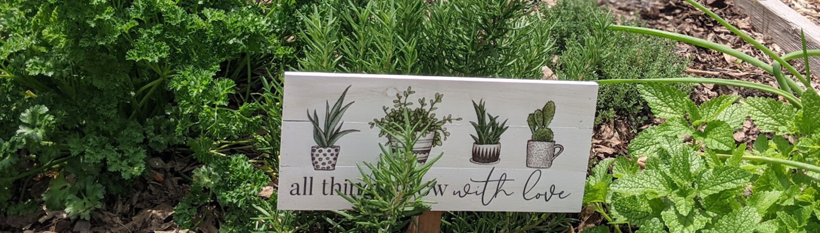herbs in a community garden plot, mostly rosemary and curly leaf parsley with a sign that says all things grow with love