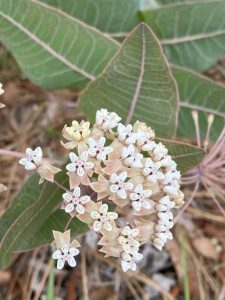 The light pink flowers of Pinewoods milkweed along with the pink veined leaves standing out.