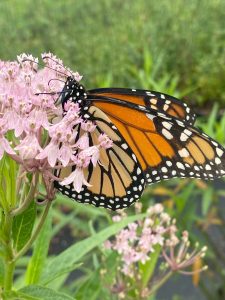 Orange Monarch butterfly nectaring on the pink flowers of Swamp Milkweed.