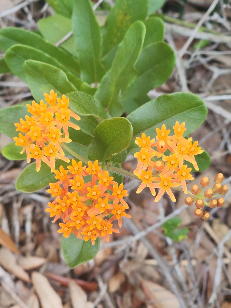 Orange flowers and fuzzy leaves of the native Butterfly weed.