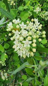 The striking white flowers of twinevine.