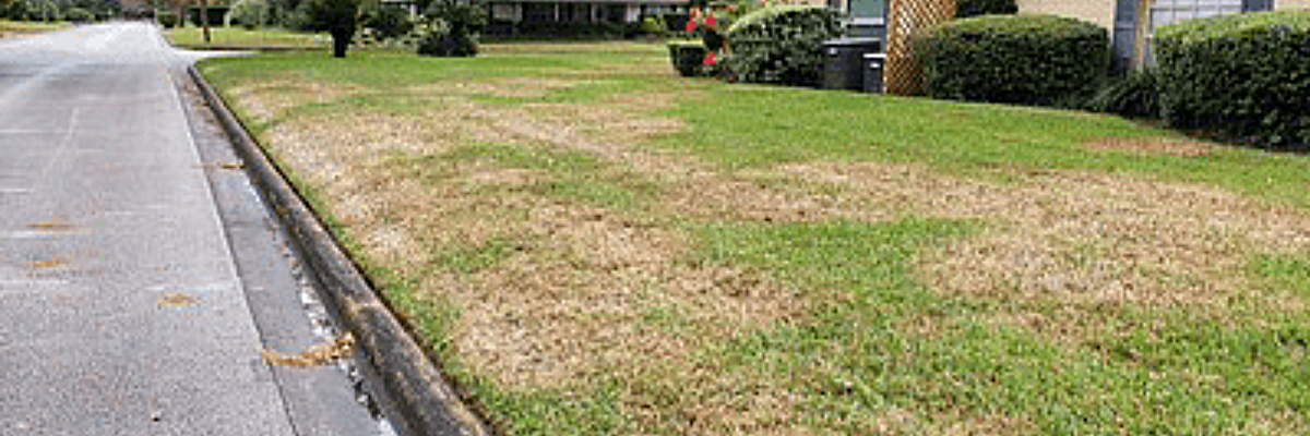 grass with large dead patches