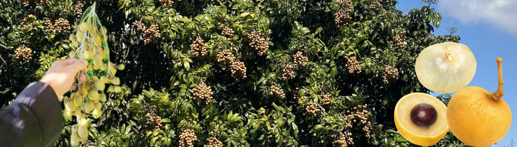 Longan fruits on tree. Closeup of fruits on right. Picking them on left.