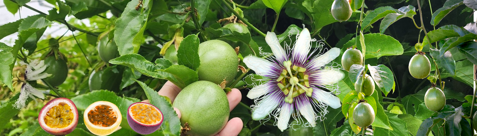 A banner showing green passionfruit leaves, white and purple large flowers, and the three common colors yellow, red, purple cut open with pulp inside.