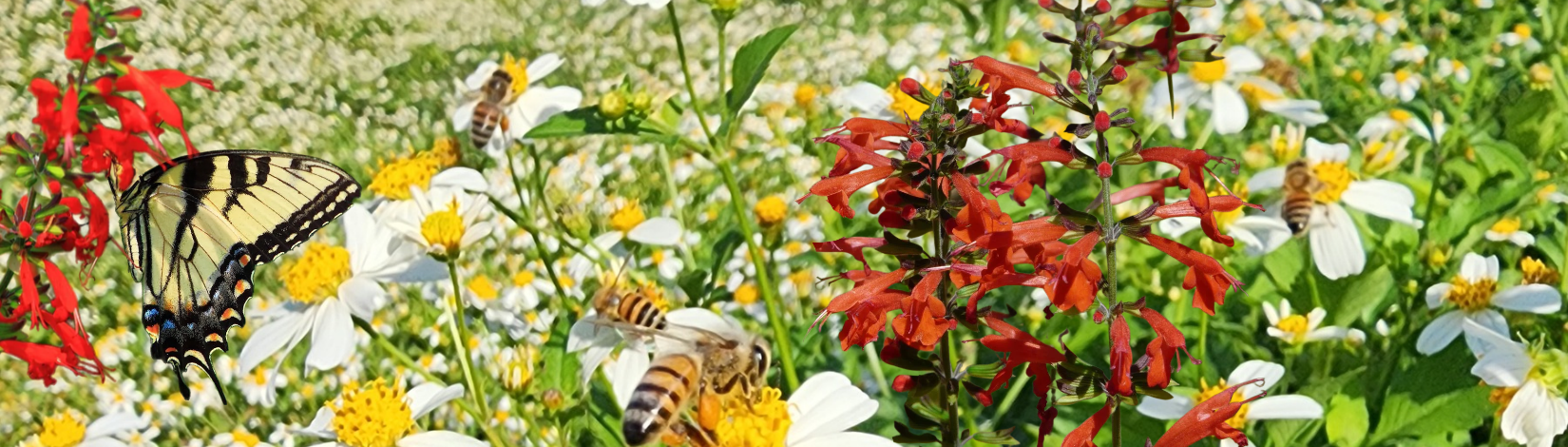 Red Tropical sage flowers in foregreound and white butterfly needle flowers in background. Bees and butterfly visible flying amongst flowers.