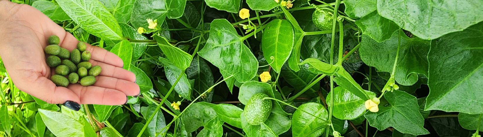 The dainty small green lobed leaves, yellow flowers, and speckled fruit growing amongst our Asiatic Jasmine.