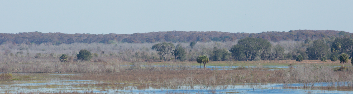 a wetlands natural area under blue skies is shown from Paynes Prairie outside Gainesville, Florida
