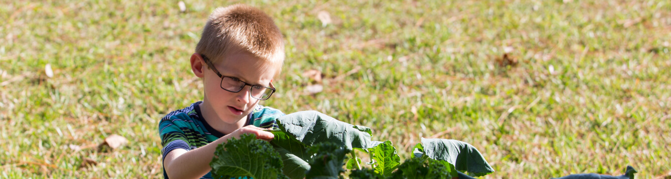 A young boy inspects a garden plant with big leaves. [CREDIT: UF/IFAS Extension]
