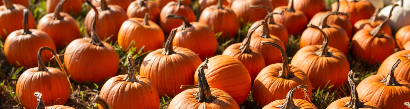 an array of pumpkins in the field. [CREDIT: UF/IFAS Extension]